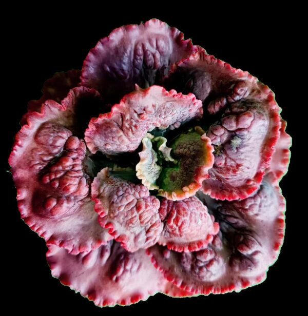 Echeveria Dragon Queen, suculenta ornamental de hojas simétricas con bordes rojizos y forma de roseta compacta