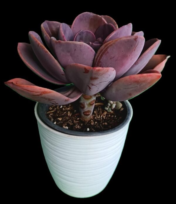 Echeveria Dusty Rose: Elegante e Increíble que Transformará tu Espacio 7 Razones para Amarla - Imagen 2