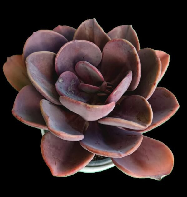 Echeveria Dusty Rose: Elegante e Increíble que Transformará tu Espacio 7 Razones para Amarla - Imagen 3