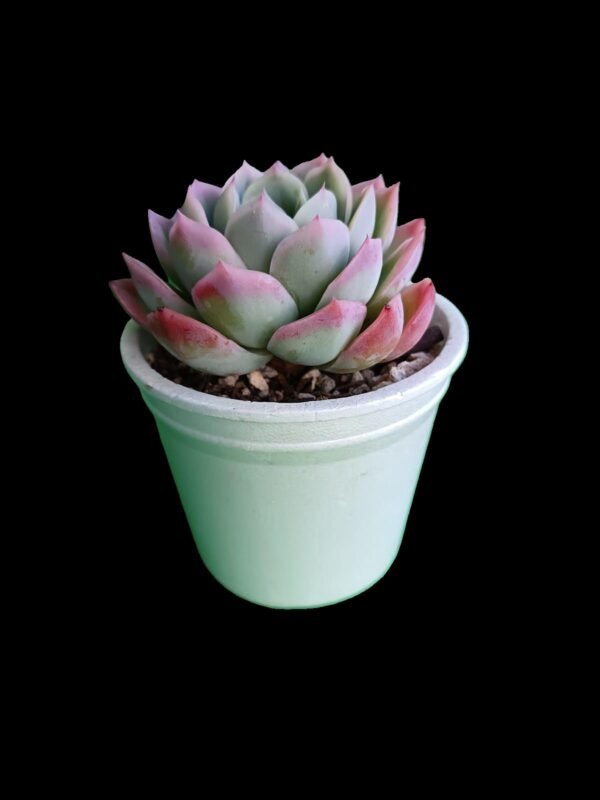 Echeveria Elegans Exclusiva Joya Verde 5 impresionante razones para Coleccionistas - Imagen 2