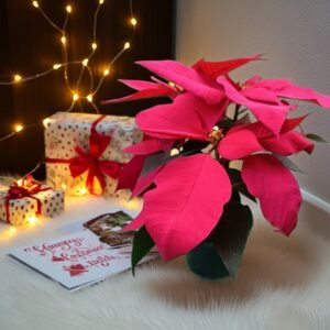 flor de navidad, de ventas en quito, ecuador, envíos a todo el país. Nayon Plantas
