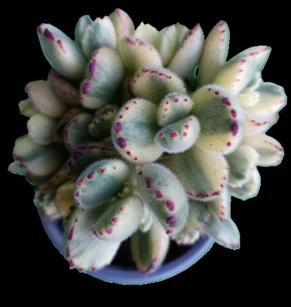 Cotyledon Tomentosa Variegada: ¡1 Joya fantástica e Increíble para Tu Colección ! - Imagen 4