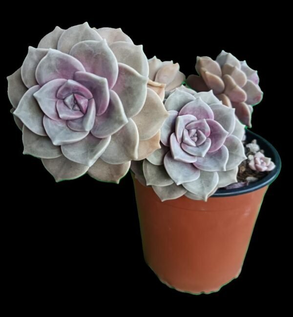 🌟Graptopetalum Purple Delight, la Suculenta de Ensueño 1 Planta, Mil Encantos - Imagen 5