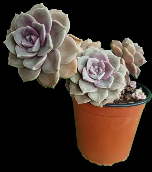 🌟Graptopetalum Purple Delight, la Suculenta de Ensueño 1 Planta, Mil Encantos - Imagen 2