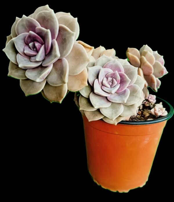 🌟Graptopetalum Purple Delight, la Suculenta de Ensueño 1 Planta, Mil Encantos - Imagen 3
