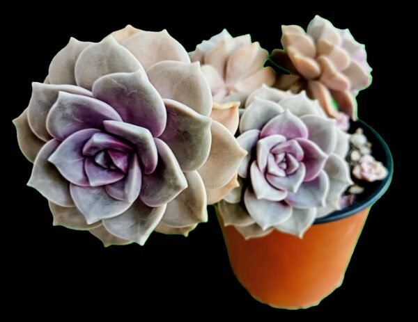 🌟Graptopetalum Purple Delight, la Suculenta de Ensueño 1 Planta, Mil Encantos - Imagen 4