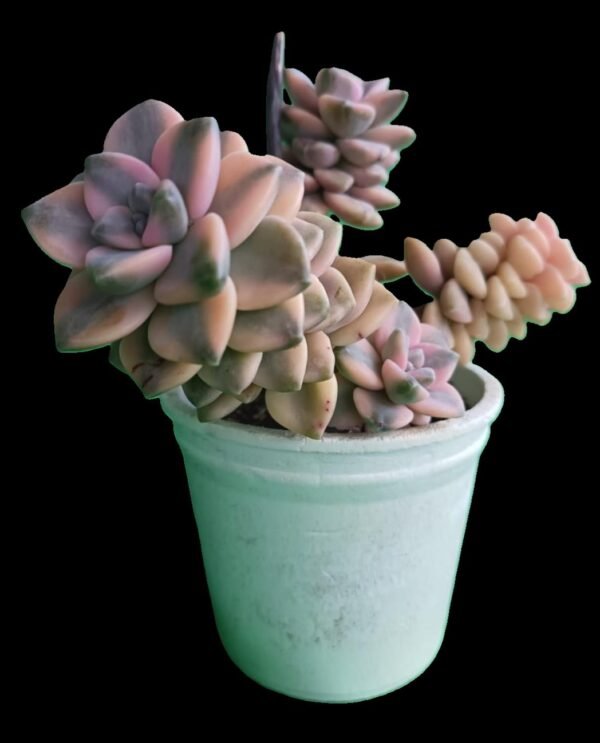 🌟Graptopetalum Victor Kane Variegado Descubre el Encanto Tesoro 1 Único para Coleccionistas - Imagen 5