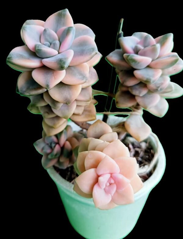 🌟Graptopetalum Victor Kane Variegado Descubre el Encanto Tesoro 1 Único para Coleccionistas - Imagen 3