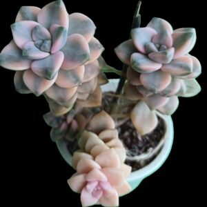 Planta suculenta Graptopetalum Victor Kane Variegado con hojas pastel lavanda y crema, en roseta compacta.