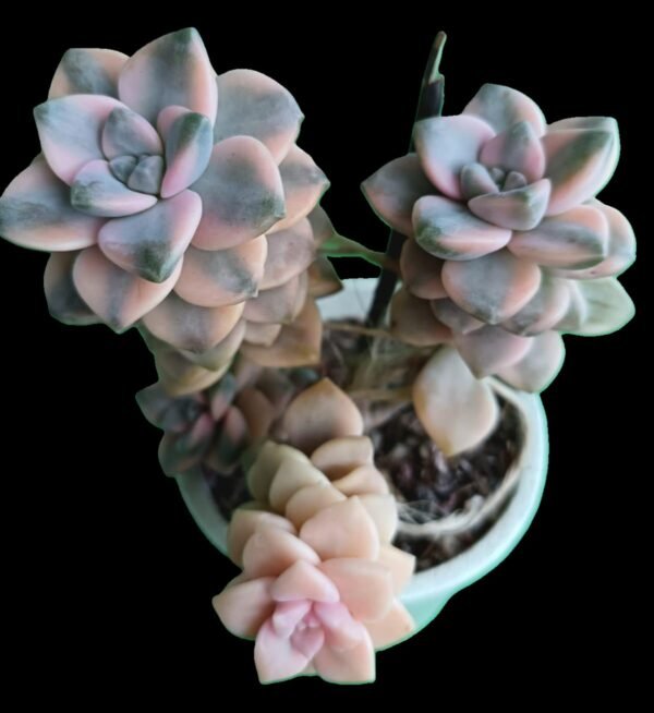 Planta suculenta Graptopetalum Victor Kane Variegado con hojas pastel lavanda y crema, en roseta compacta.