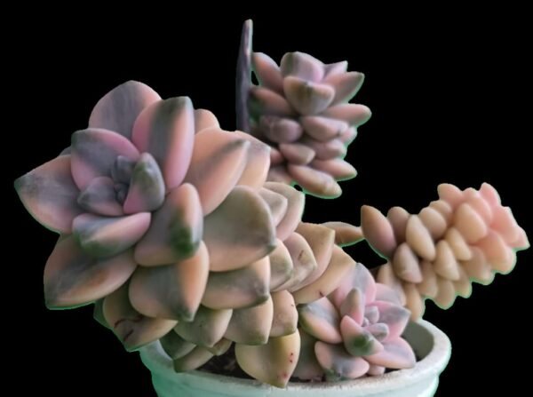 🌟Graptopetalum Victor Kane Variegado Descubre el Encanto Tesoro 1 Único para Coleccionistas - Imagen 2