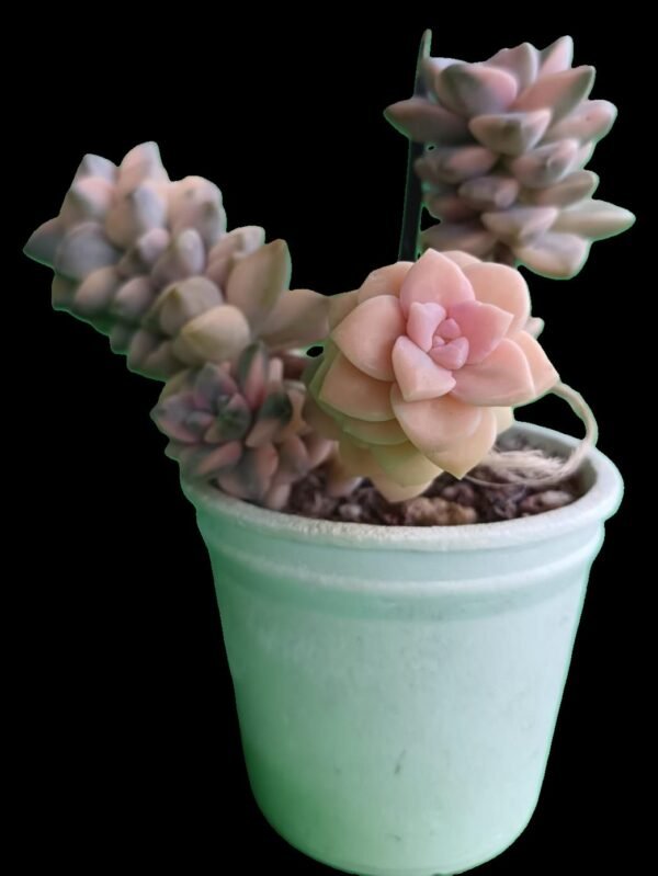 🌟Graptopetalum Victor Kane Variegado Descubre el Encanto Tesoro 1 Único para Coleccionistas - Imagen 4