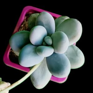 Pachyphytum oviferum piedra de luna suculenta coleccionable segura para mascotas
