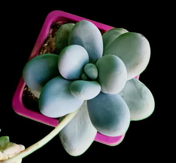 Pachyphytum oviferum piedra de luna suculenta coleccionable segura para mascotas