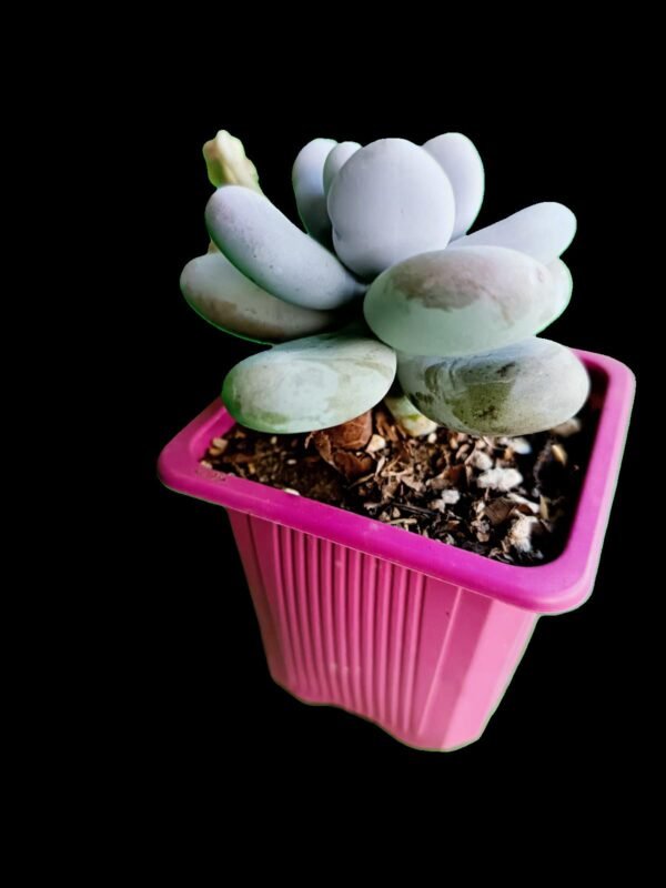 Pachyphytum Oviferum 1 Joya Lunar Asombrosa e Increíble para Coleccionistas - Imagen 2