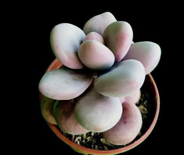 Pachyphytum oviferum Pink: 1 Increíble Suculenta Rosa para Coleccionistas - Imagen 3