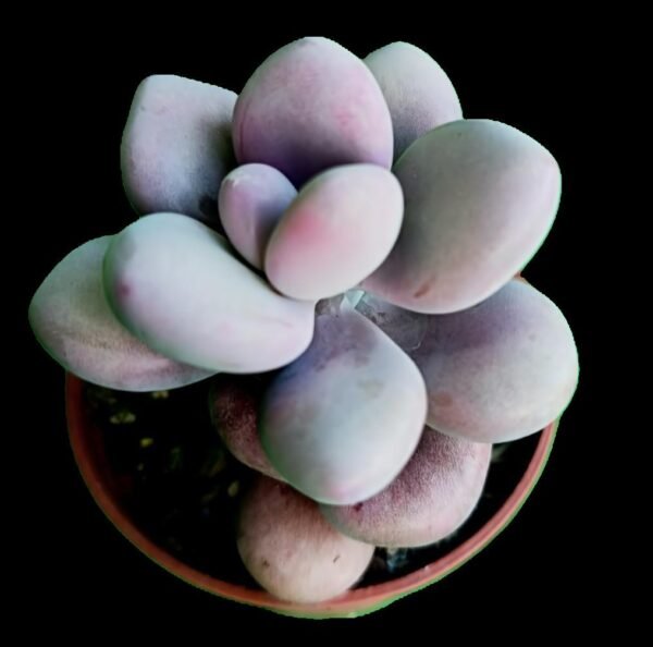 Pachyphytum oviferum Pink: 1 Increíble Suculenta Rosa para Coleccionistas - Imagen 2