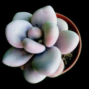 Pachyphytum oviferum Pink suculenta de hojas redondeadas y color rosa pastel en maceta, ideal para coleccionistas y hogares con mascotas.