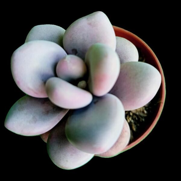 Pachyphytum oviferum Pink suculenta de hojas redondeadas y color rosa pastel en maceta, ideal para coleccionistas y hogares con mascotas.