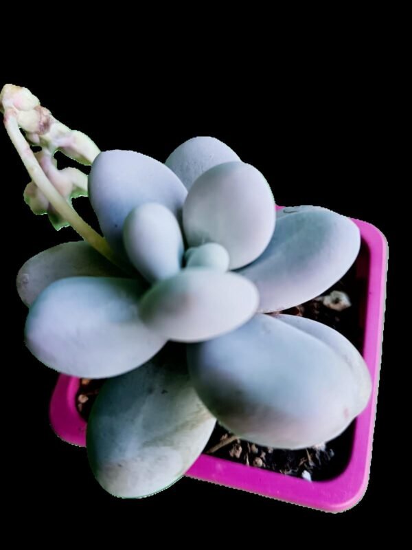 Pachyphytum Oviferum 1 Joya Lunar Asombrosa e Increíble para Coleccionistas - Imagen 3