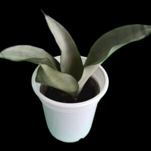 Sansevieria Moonshine en maceta decorativa