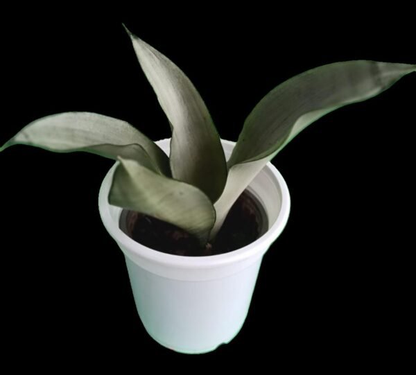 Sansevieria Moonshine en maceta decorativa
