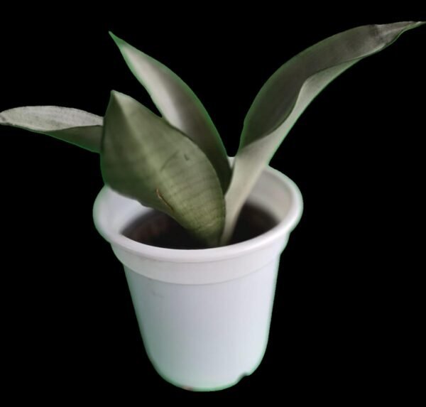 Sansevieria Moonshine: Planta Elegante y Purificadora 7 Razones para tenerla esta increíble planta - Imagen 2
