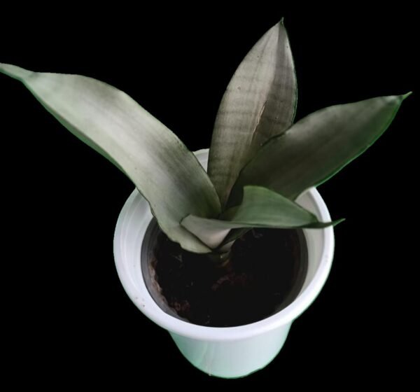 Sansevieria Moonshine: Planta Elegante y Purificadora 7 Razones para tenerla esta increíble planta - Imagen 3