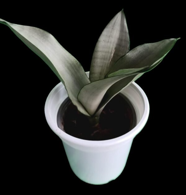 Sansevieria Moonshine: Planta Elegante y Purificadora 7 Razones para tenerla esta increíble planta - Imagen 4