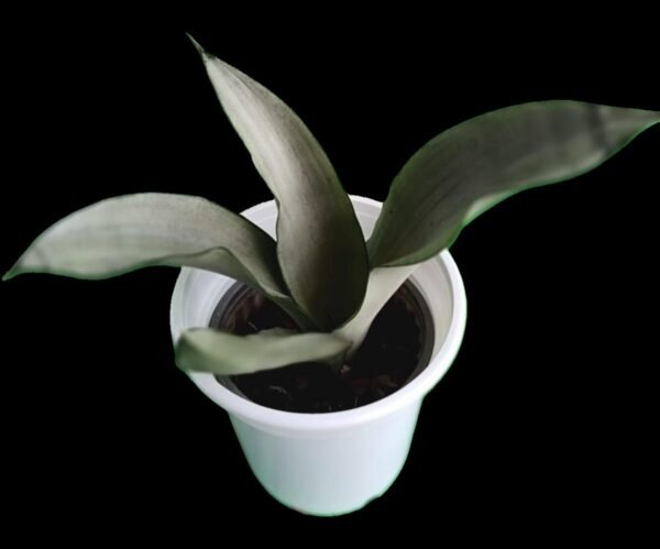Sansevieria Moonshine: Planta Elegante y Purificadora 7 Razones para tenerla esta increíble planta - Imagen 5