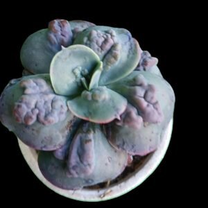 Echeveria carunculada híbrida similar a Barbillion – planta suculenta rara