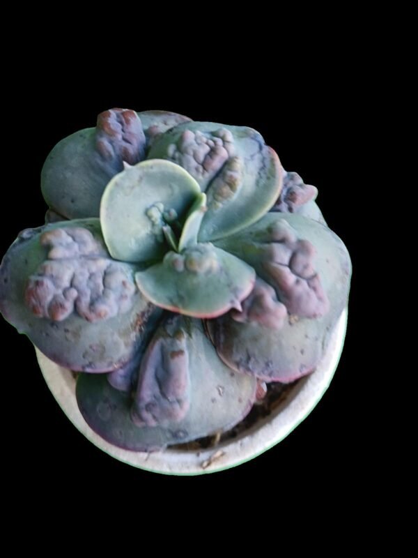 Echeveria carunculada híbrida similar a Barbillion – planta suculenta rara