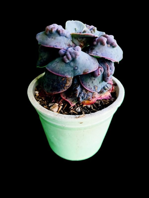 Echeveria Carunculada Híbrida similar a ‘Barbillion’ – 1 Joya Impresionante Exótica y Elegante - Imagen 2