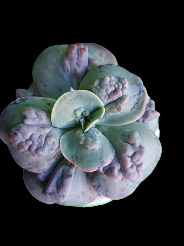 Echeveria Carunculada Híbrida similar a ‘Barbillion’ – 1 Joya Impresionante Exótica y Elegante - Imagen 3