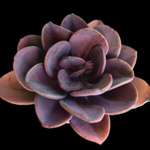 "Suculenta Echeveria Dusty Rose con hojas rosa polvoriento en roseta compacta sobre fondo blanco"