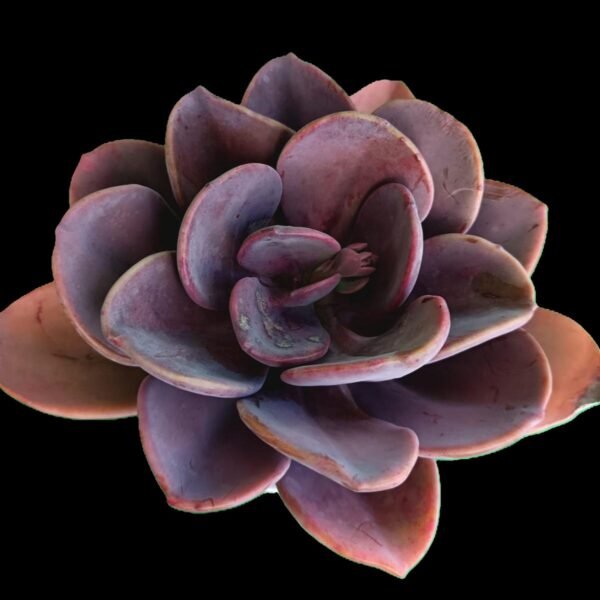 "Suculenta Echeveria Dusty Rose con hojas rosa polvoriento en roseta compacta sobre fondo blanco"