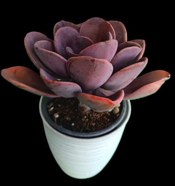 Echeveria Dusty Rose: Elegante e Increíble que Transformará tu Espacio 7 Razones para Amarla - Imagen 4