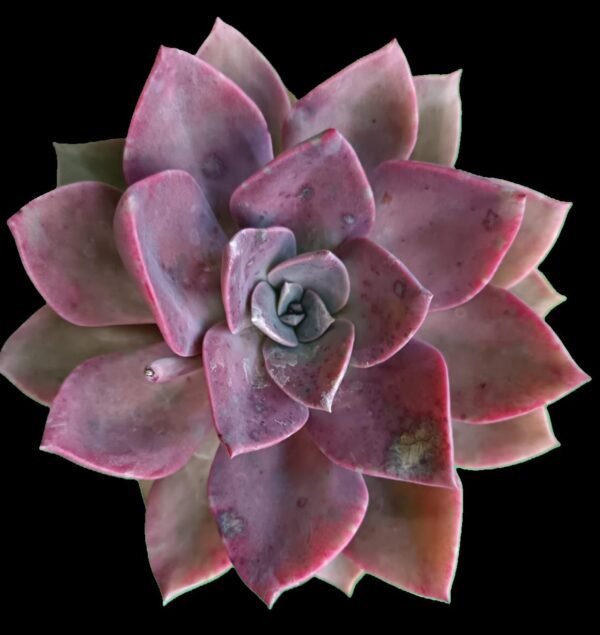 Suculenta Graptoveria Douglas Huth en roseta de tonos rosados y verdes, ideal para interiores luminosos o terrazas.