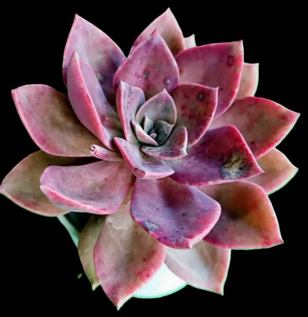 Graptoveria Douglas Huth: 5 Razones para Amar esta Suculenta Exótica - Imagen 2