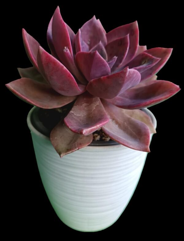 Graptoveria Douglas Huth: 5 Razones para Amar esta Suculenta Exótica - Imagen 3