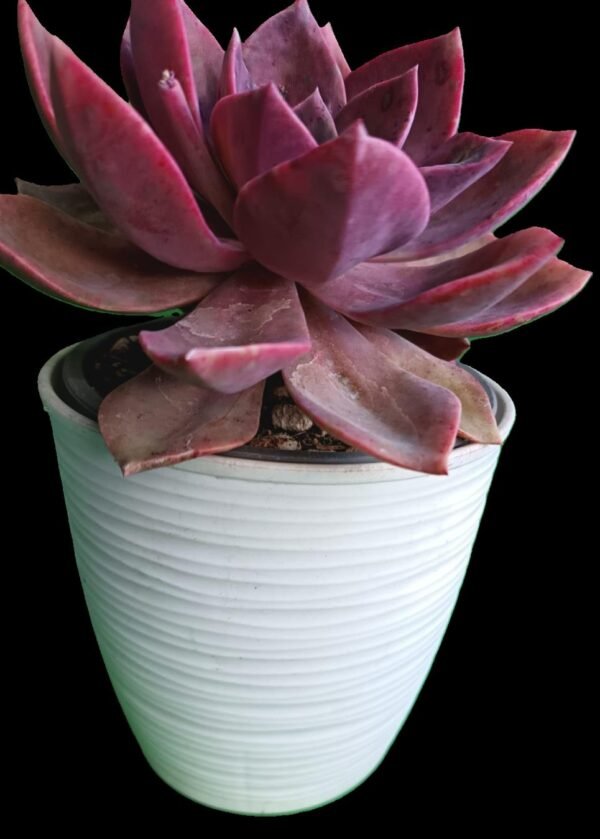 Graptoveria Douglas Huth: 5 Razones para Amar esta Suculenta Exótica - Imagen 4