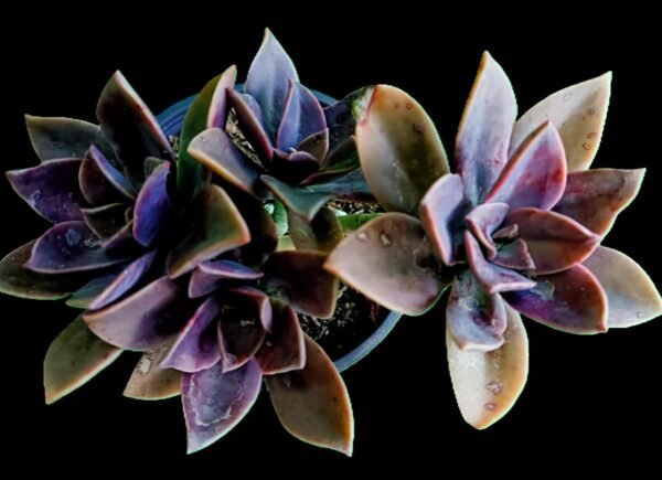 Graptoveria Fred Ives ¡Descubre esta increíble suculenta resistente, colorida 1 maravilla ! - Imagen 3