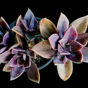 Suculenta Graptoveria Fred Ives con tonos rosados y púrpuras en maceta decorativa, ideal para hogares con mascotas.