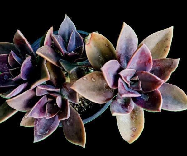 Suculenta Graptoveria Fred Ives con tonos rosados y púrpuras en maceta decorativa, ideal para hogares con mascotas.