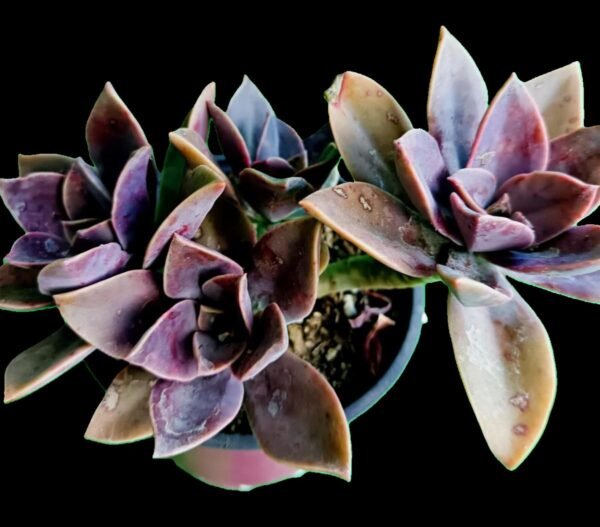 Graptoveria Fred Ives ¡Descubre esta increíble suculenta resistente, colorida 1 maravilla ! - Imagen 4