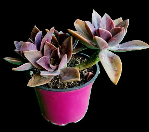 Graptoveria Fred Ives ¡Descubre esta increíble suculenta resistente, colorida 1 maravilla ! - Imagen 2