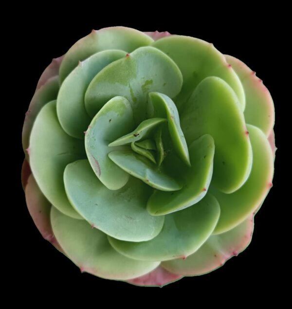 Echeveria Mandala Exótica 1 Joya Verde Asombrosa para Tu Colección - Imagen 4