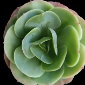 Echeveria Mandala en maceta con hojas verdes simétricas, planta suculenta para colección en Ecuador.