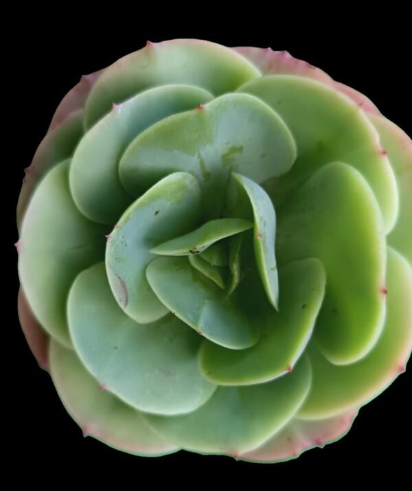 Echeveria Mandala en maceta con hojas verdes simétricas, planta suculenta para colección en Ecuador.