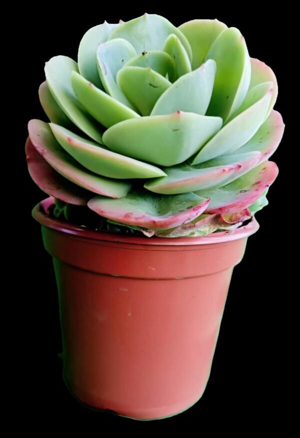 Echeveria Mandala Exótica 1 Joya Verde Asombrosa para Tu Colección - Imagen 3
